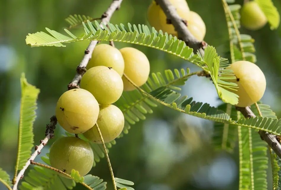 Amla